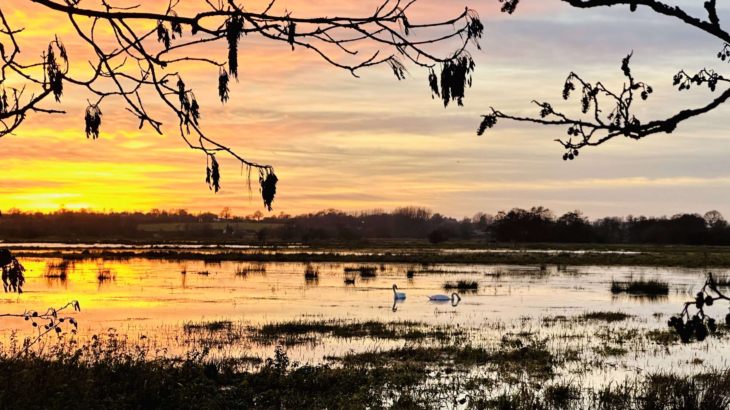 Swans on the marshes in winter